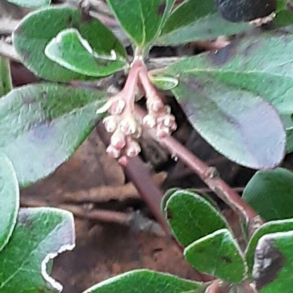 Arctostaphylos uva-ursi Квітка