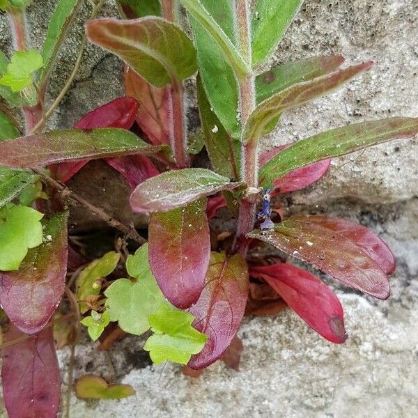 Epilobium parviflorum Yaprak