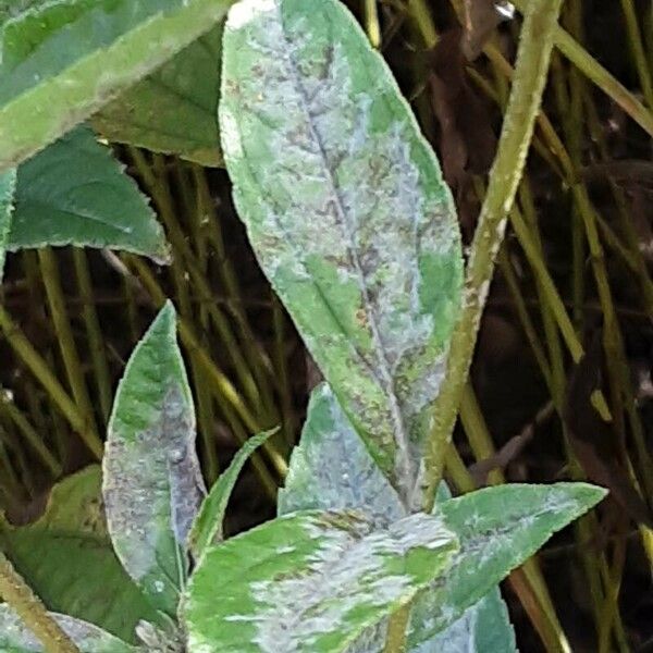 Helianthus × laetiflorus Leaf