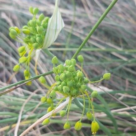 Allium flavum Květ