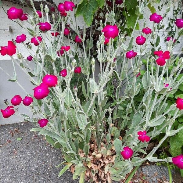 Silene coronaria Buveinė