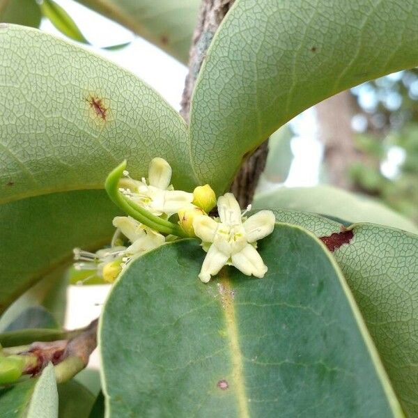 Erythroxylum coca Flower