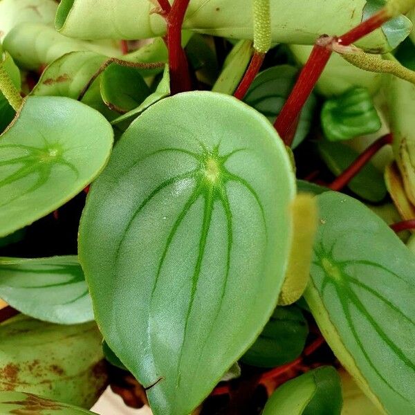 Peperomia argyreia Лист