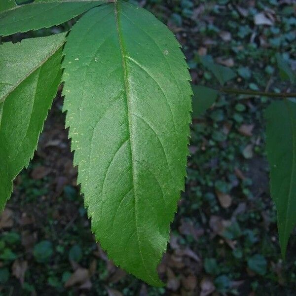 Sambucus racemosa ᱥᱟᱠᱟᱢ