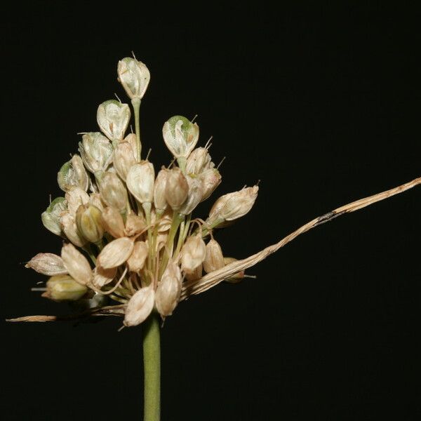 Allium pallens Flower