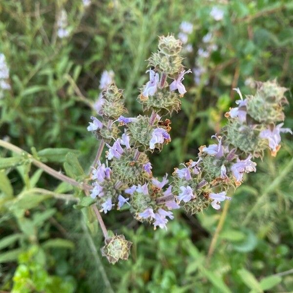 Salvia mellifera Flower