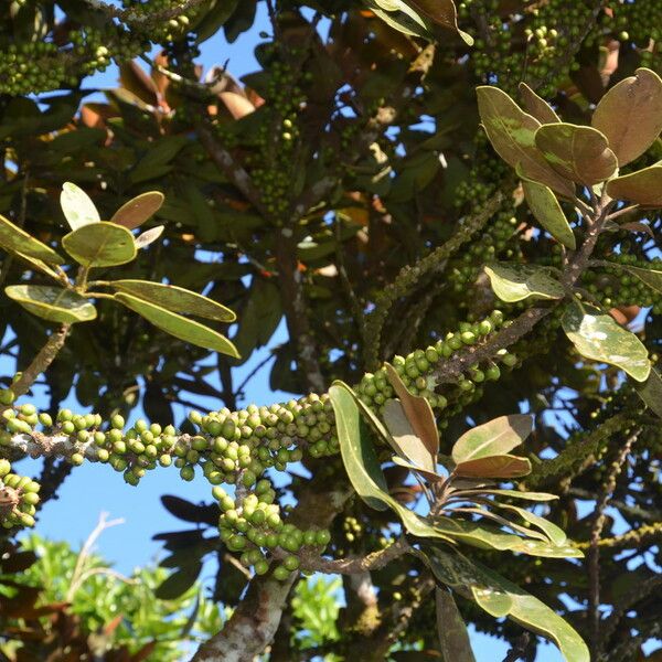 Sideroxylon puberulum Fruit