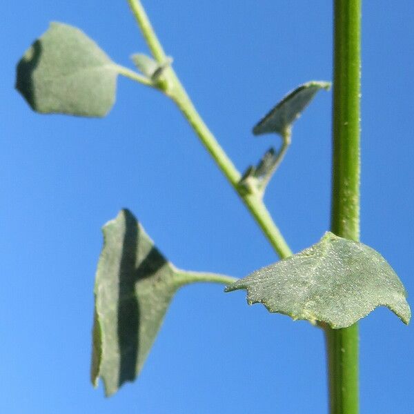 Chenopodium album Blad