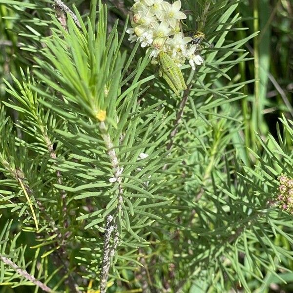 Asclepias linaria Lehti