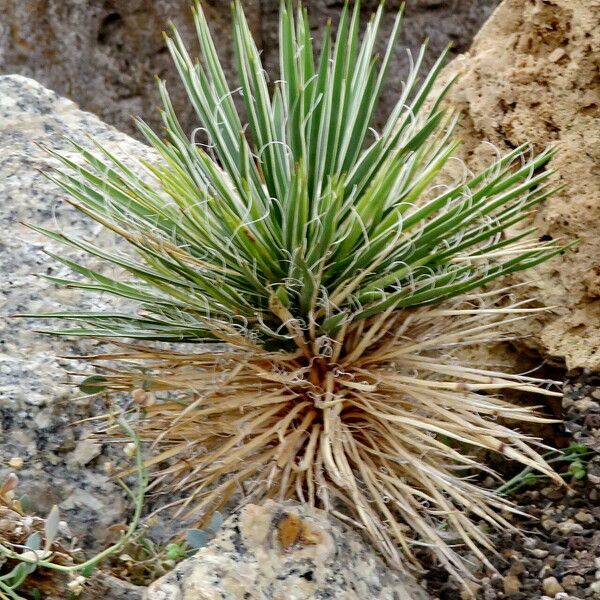 Yucca harrimaniae Συνήθη χαρακτηριστικά