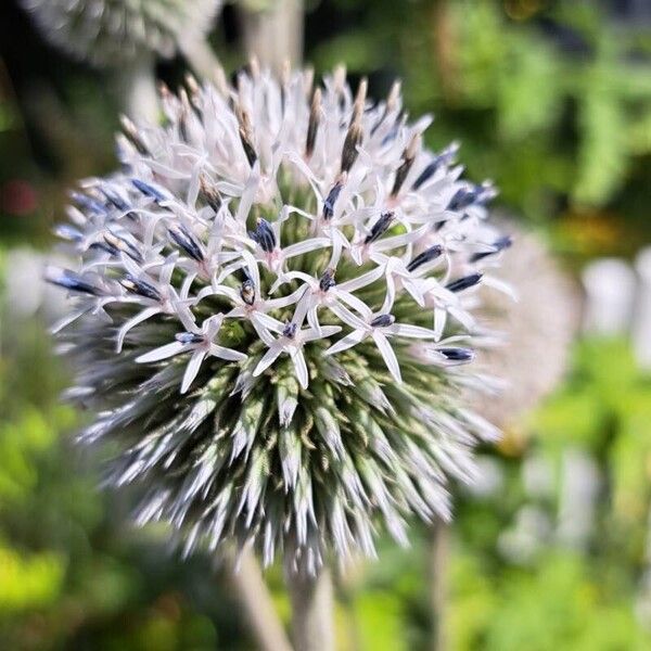 Echinops sphaerocephalus Blüte