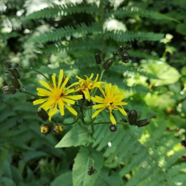 Crepis paludosa Fleur