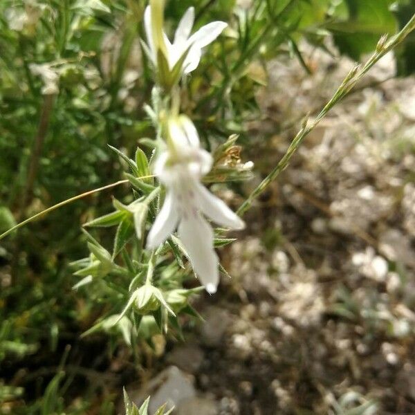 Teucrium pseudochamaepitys Flower