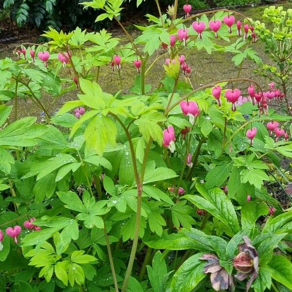 Lamprocapnos spectabilis Habitus