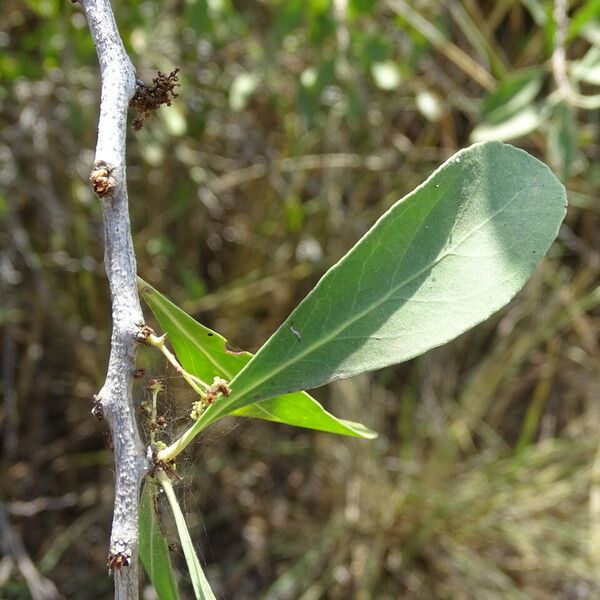 Gymnosporia senegalensis Blatt