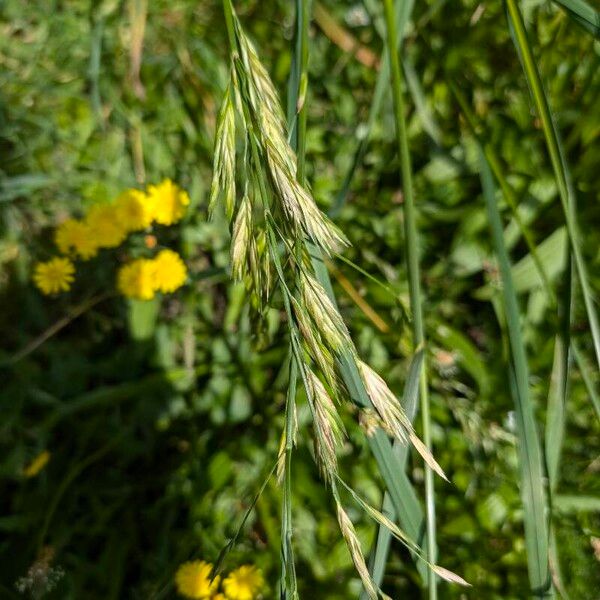 Bromus catharticus Fruit