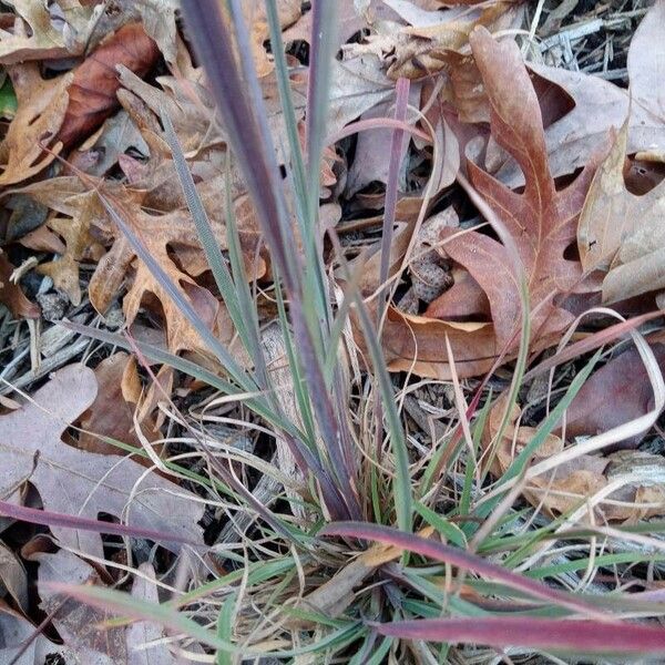 Schizachyrium scoparium Blad