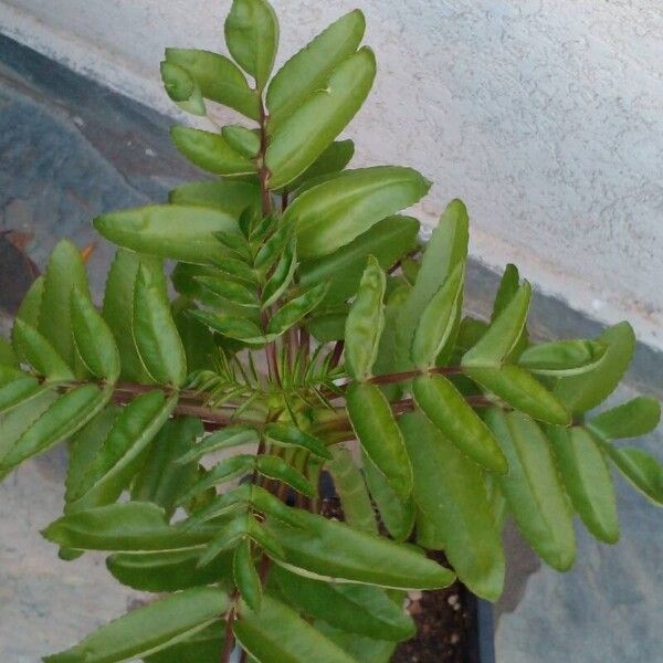 Kalanchoe prolifera Blad