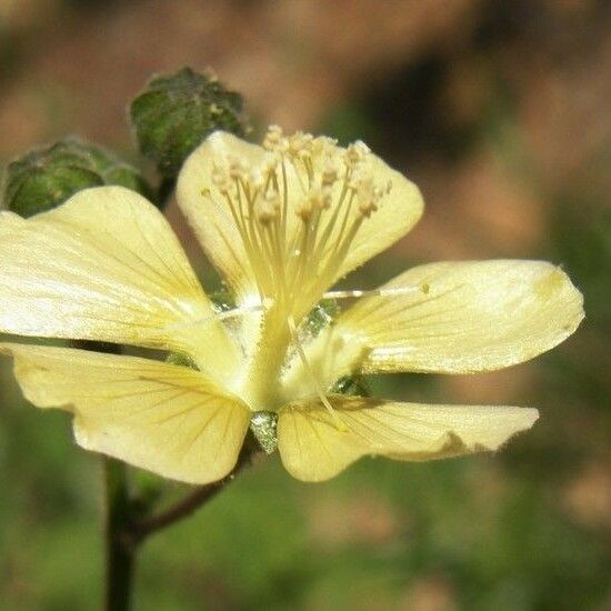 Abutilon abutiloides Flor