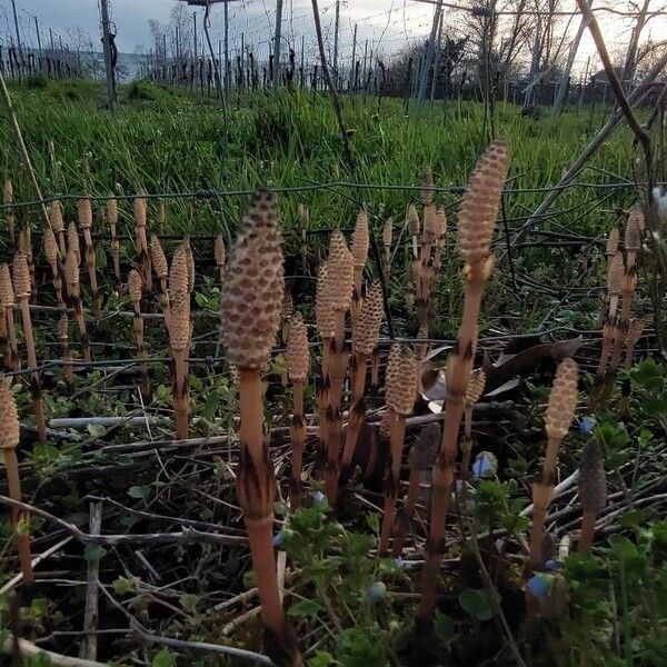 Equisetum arvense Blüte