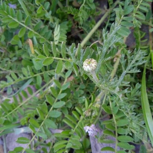 Biserrula pelecinus Leaf