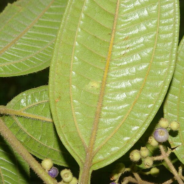 Miconia ibaguensis List