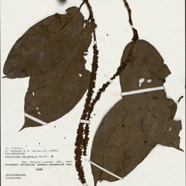 Coccoloba paraensis Lehti