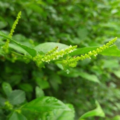 Acalypha siamensis Kwiat