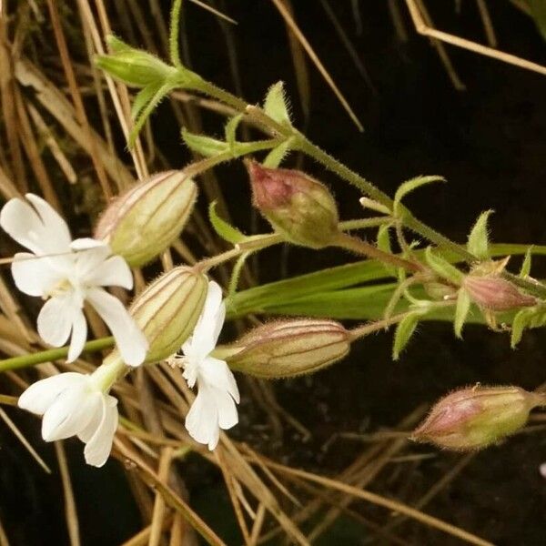 Silene latifolia Kvet