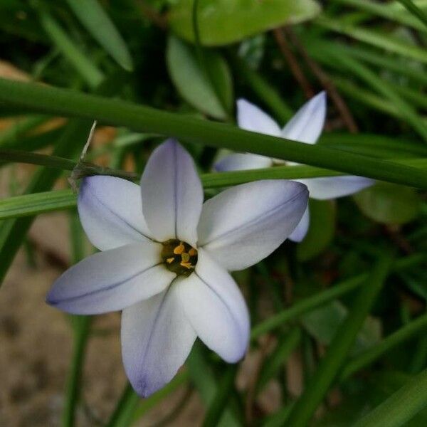 Ipheion uniflorum Кветка