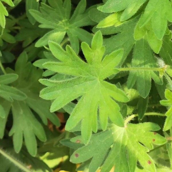 Geranium sanguineum Leaf