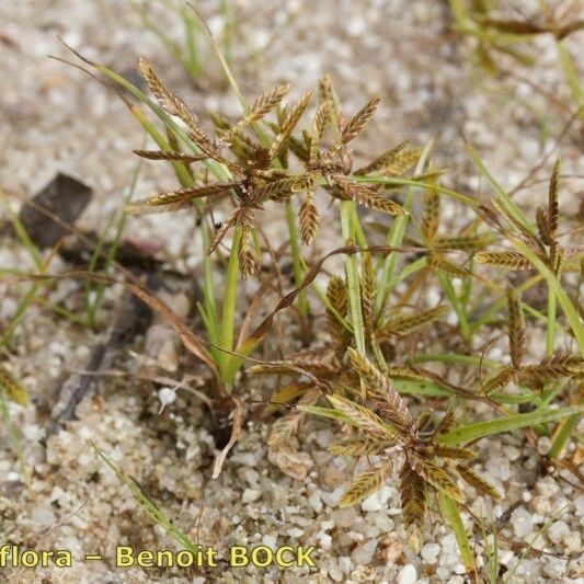 Cyperus flavescens 其他