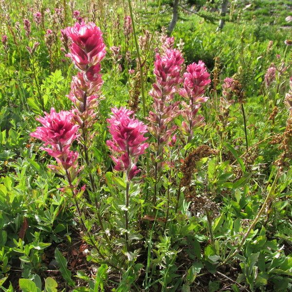 Castilleja parviflora Yeri