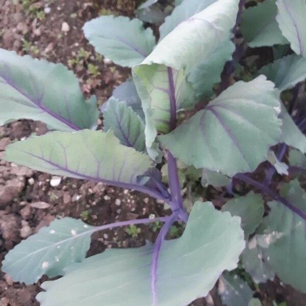 Brassica oleracea Liść