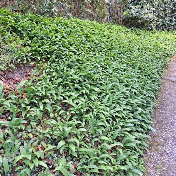 Allium ursinum Habit