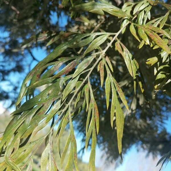 Grevillea robusta Leaf