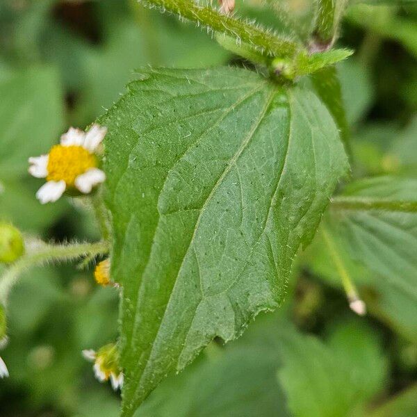 Galinsoga quadriradiata Leaf