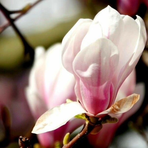 Magnolia × soulangeana Floare