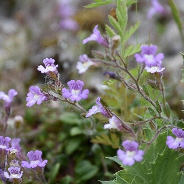 Linaria pedunculata 花