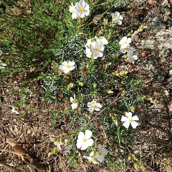 Cistus umbellatus Blüte