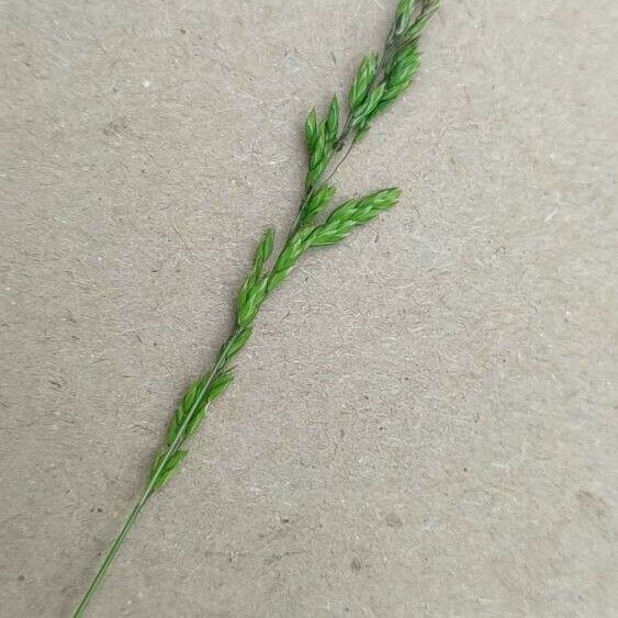 Poa trivialis പുഷ്പം