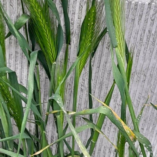 Hordeum murinum Habitus