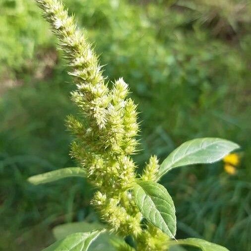 Amaranthus retroflexus Žiedas