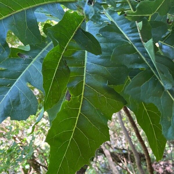 Sonchus fruticosus 叶