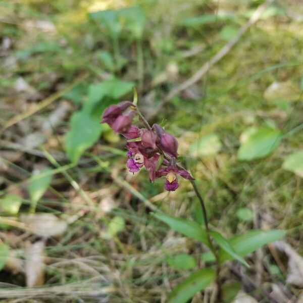 Epipactis atrorubens Цвят