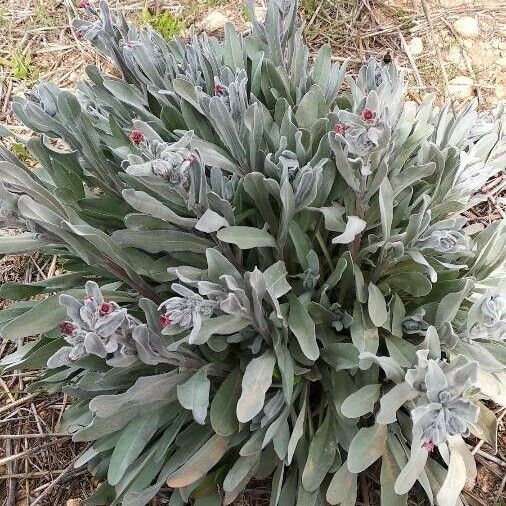 Pardoglossum cheirifolium ശീലം