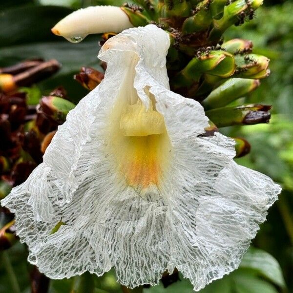 Costus arabicus Blomst