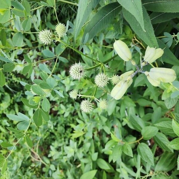 Baptisia alba Blomma