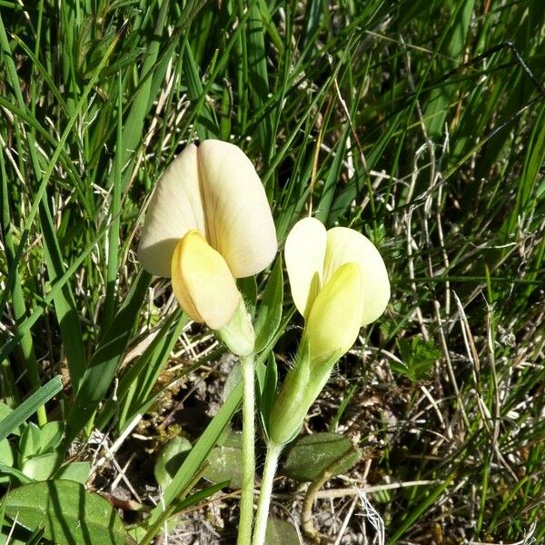 Lotus maritimus Λουλούδι