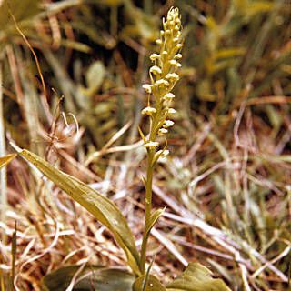 Platanthera flava Habitus